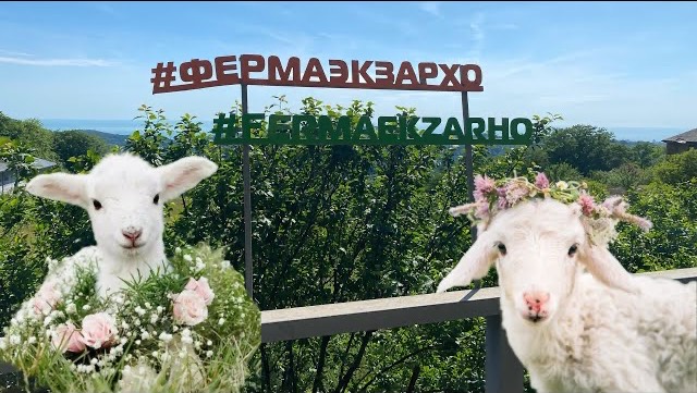 ФЕРМА ЭКЗАРХО В СОЧИ. ЭТО СТОИТ УВИДЕТЬ 👀 смотреть онлайн