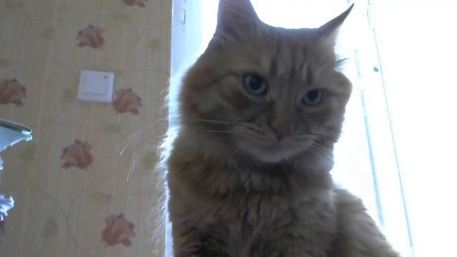 Как рассмешить кота ? прикол