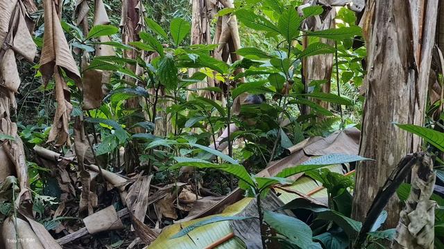 FULL VIDEO: 45 Days to Build a Farm, Go to the Market Sell, Bring Water to the Farm | Triệu Thị Biê смотреть онлайн