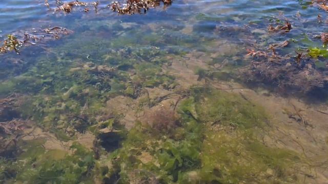 Сахалин - тихая охота, пособирали ракушку и погоняли крабов.