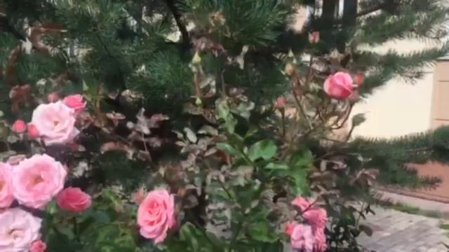 РОЗЫ В САНКТ-ПЕТЕРБУРГЕ . Кошка ОЛИВИЯ гуляет смотреть онлайн