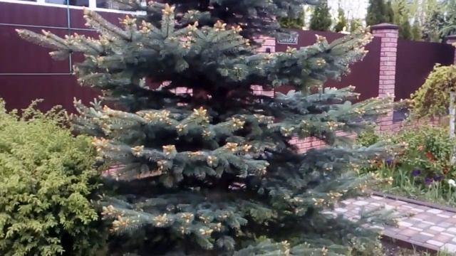 Входная зона #магония #падуболистная #золотая #спирея #голубая #ель #можжевельник #боярышник #вцвет смотреть онлайн