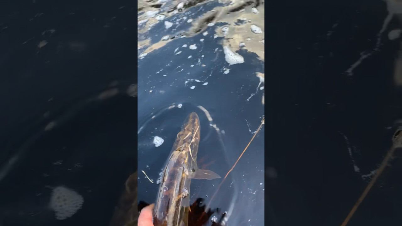 Зубастая на свободе! #щука #рыбалка #спиннинг #поймалотпусти #shorts #рыба смотреть онлайн