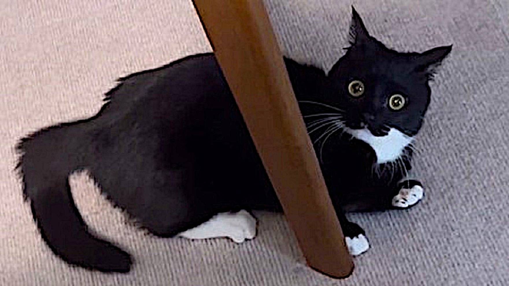 Y2meta.app-NEW Cat Videos 2024 😸 Funny Cat Videos − Funny Cats смотреть онлайн