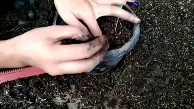 Keladi Wayang смотреть онлайн