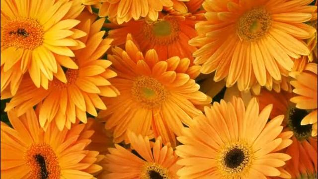 Венидиум 2017 года смотреть онлайн