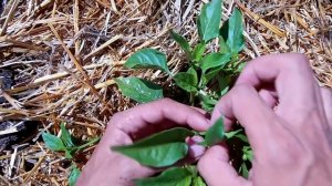 Как формировать перец /Формирование перца в открытом грунте