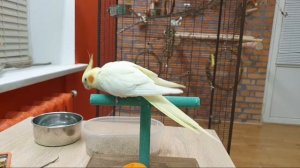 Банда Попугаев. Стрим. Ответы на вопросы о приручении попугая