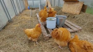 РАЗВЕДЕНИЕ КУР/НАДЕЖНЫЕ СОВЕТЫ начинающим птицеводам