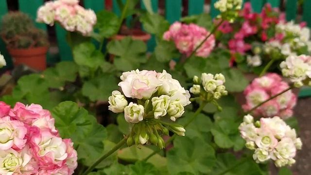 Пелоргония Apple Blossom Rosebud и Дениз сутарве смотреть онлайн