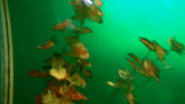 Как спит в аквариуме боция клоун. смотреть онлайн