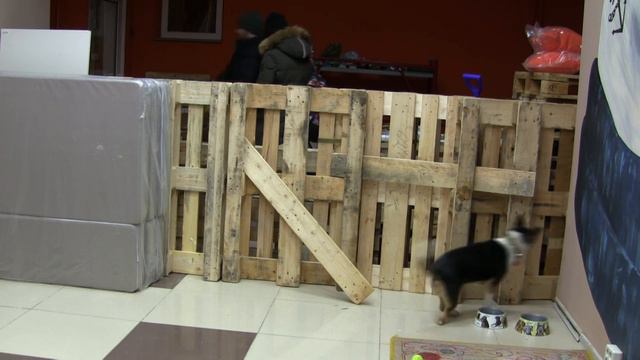 Что делали пёсики ночью в пёсокафе смотреть онлайн