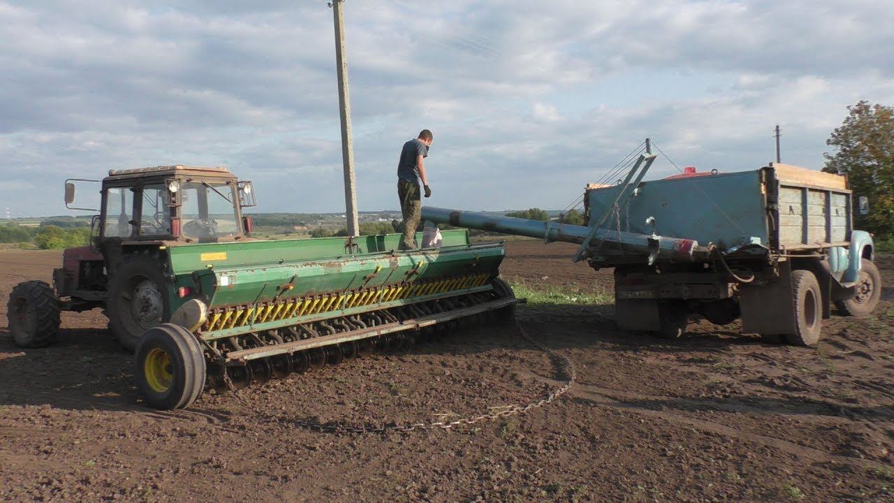 Сеем озимую пшеницу сорт московская 56