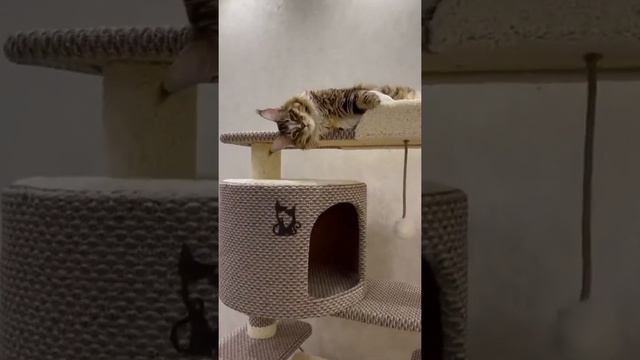 Когтеточка домик для кошки ЛФ-18 увеличенный для КУНА смотреть онлайн