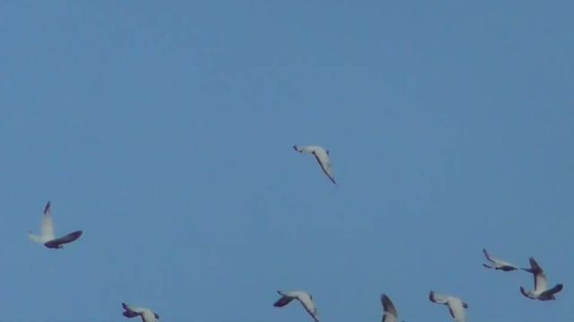 БУДАПЕШТСКИЕ ГОЛУБИ / Где летает хищник? смотреть онлайн