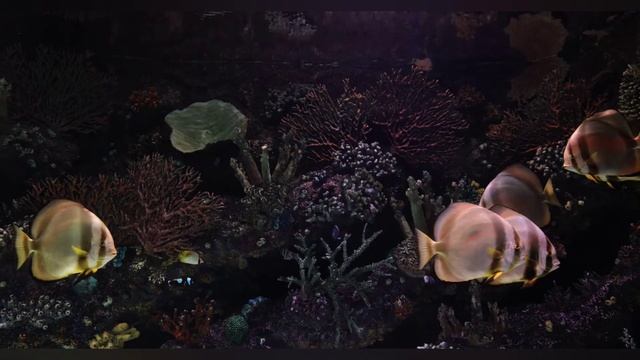 самое красивое видео рыбок в аквариуме, видео для расслабления и восстановления сил смотреть онлайн