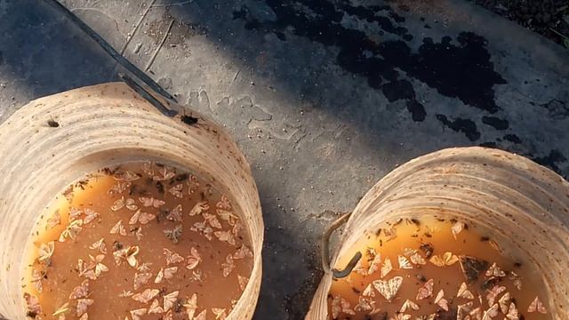 Простой и эффективный способ борьбы с вредителями садовых культур #ловушка #плодожорка смотреть онлайн