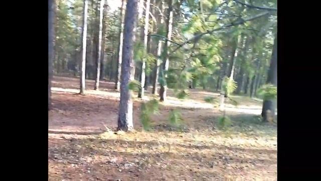 Черноголовая гаичка смотреть онлайн