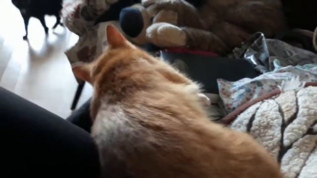 Кошка играет с ногами. смотреть онлайн