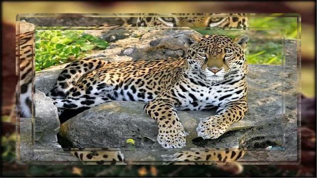 Мир дикой природы...Христианские фонограммы - vk.com_thriftbox - Если твой дух утомится смотреть онлайн