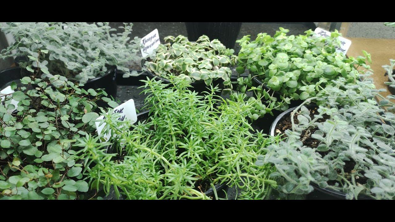 Обзор. Купила новые виды традесканций и много ампельных растений для сада. Расширяю ассортимент. смотреть онлайн