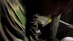 Укол железа поросятам в 10 дней жизни,куда и как делать уколы поросятам.