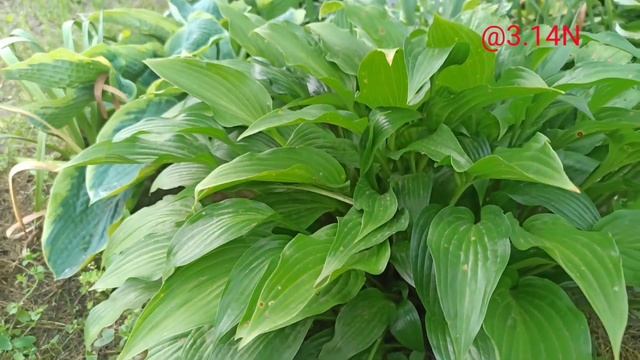 ☘️хосте полтора века#petrnovar #запорожье #hostas #хосты #ретроспектива