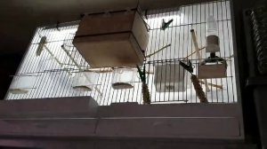 Амадины Гульда _ Мои райские птички _