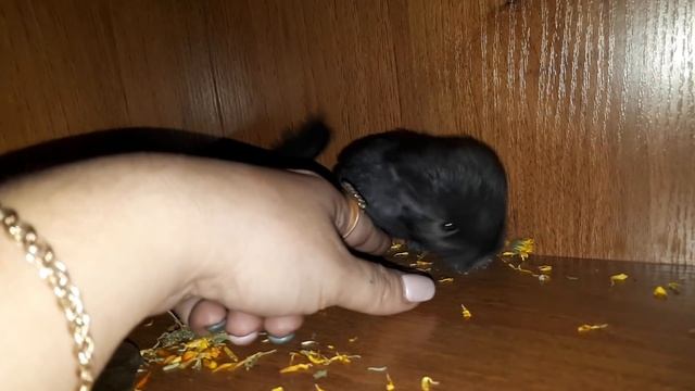 Почему нельзя "сводить" самца Шиншиллы как кошку или собаку с самочкой! смотреть онлайн