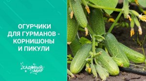 Огурчики для гурманов   корнишоны и пикули