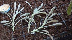 Черенкование ампельной ГАЦАНИИ.