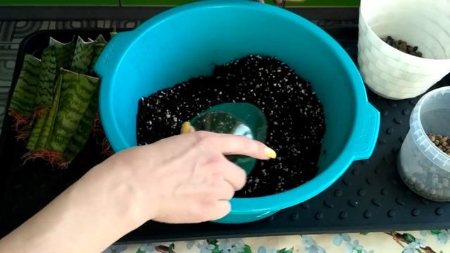 РАЗМНОЖЕНИЕ САНСЕВИЕРИИ 