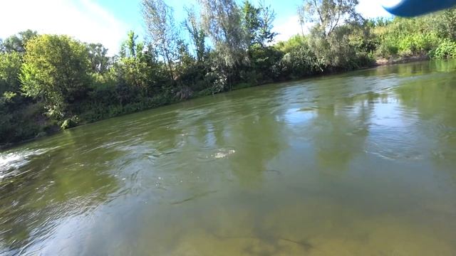 Как ловить голавля на УОКЕРЫ (topwater walker) / ТЕХНИКА подачи, ПРОВОДКИ, МЕСТА стоянки летом смотреть онлайн