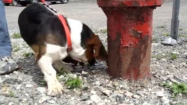 Chien Rufus ... смотреть онлайн