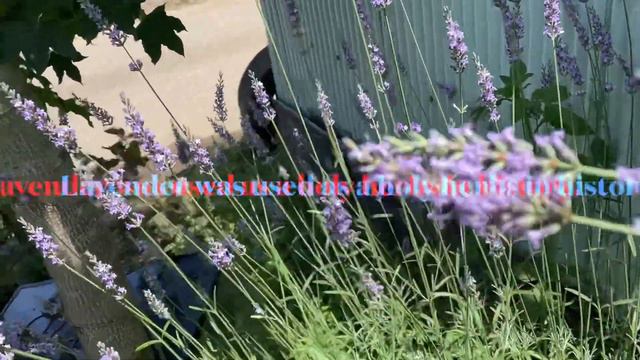 Lavender Is Aromatherapy And It’s Good For Me 😁for Menopause Woman👌🤣