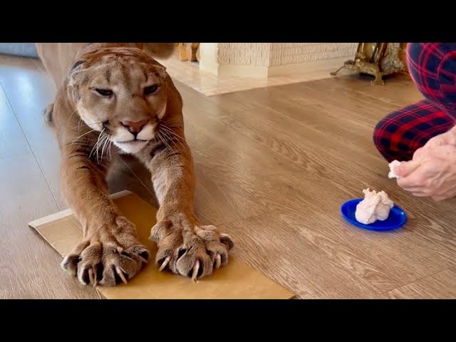 Месси позволил сделать отпечаток лапы! Как пума Месси перепутал гипс со сметаной смотреть онлайн