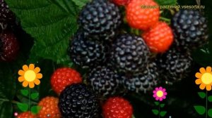 Малина западная Бристоль. Краткий обзор, описание характеристик rubus occidentalis Bristol