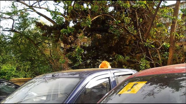 "И ходят кошки..." Песня о Севастополе весной 2016. Нестандартное видео этого приморского города смотреть онлайн