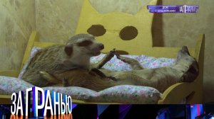 «За гранью»: «Дом с хищниками» | Выпуск от 19 октября 2022 года