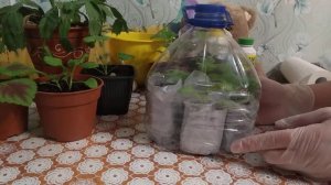 Мини-парник для рассады из пластиковой бутылки!