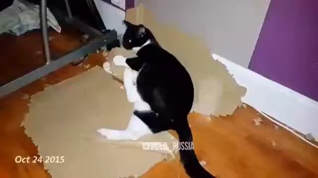 Кот и коробка|грызет|ахахахха|ржака|котейка| смотреть онлайн
