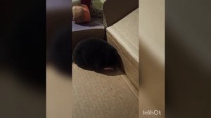 Крот в доме. Что делать?