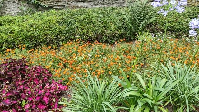 Цветы счастья / многодетники в саду #цветы #лилии #flowers смотреть онлайн