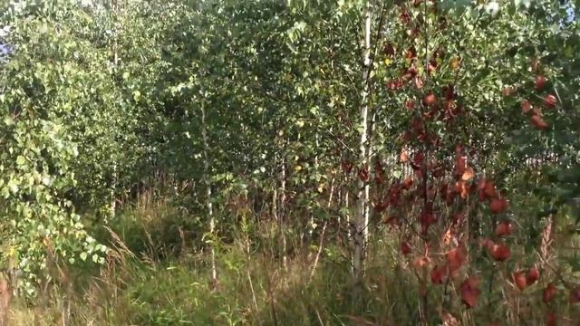 Земельный участок площадью 15 соток в деревне Поповка Чеховского района за 1,299 млн. руб. смотреть онлайн