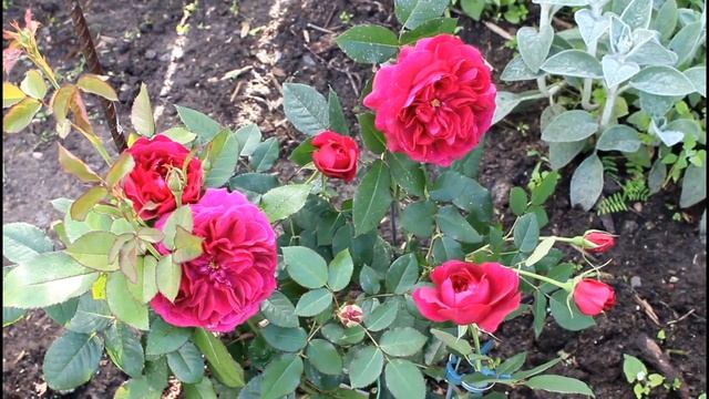 Фальстафф - новинка в моей коллекции! Английская роза Остина. Falstaff® (AUSverse) Austin, 1999