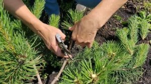 Формирование кроны горной сосны ? своими руками