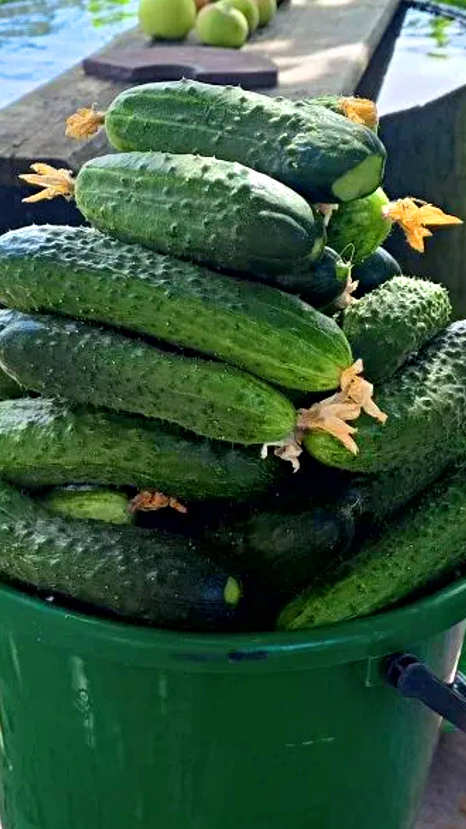 Сделали шпалеры для огурцов и собирать их стало удобее смотреть онлайн