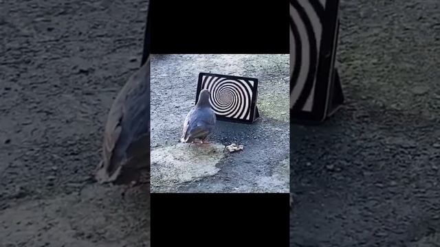 Голубь залип в планшет - The pigeon stuck in the tablet смотреть онлайн