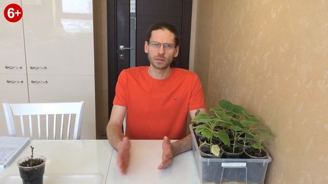 Новости на канале Дивный сад. Павловния. Грецкие орехи. Стеллаж для выращивания Павловнии. смотреть онлайн