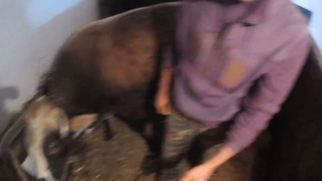 РОГА ВРОСТАЮТ В ГОЛОВУ КОРОВЕ. Что мы предприняли? смотреть онлайн